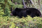 Male black bear <i> (Ursus americanus)</i>