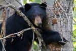 Female black bear <i> (Ursus americanus)</i>