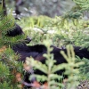 Black bear in the weeds