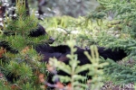 Black bear in the weeds