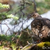 Ruffed Grouse <i>(Bonasa umbellus)</i>