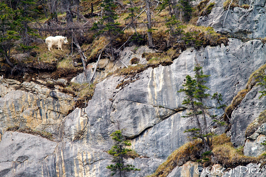 The Mountain goat in the environment <i> (Oreamnos americanus)</i>