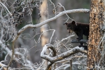 American black bear young<i> (Ursus americanus)</i>