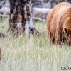 Cinnamon de Oso negro <i>(Ursus americanus cinnamomum)</i>