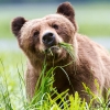 Grizzly bear <I>(Ursus arctos horribilis)</i>