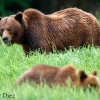 Female and baby Grizzly Bear <I>(Ursus arctos horribilis)</i>