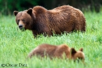Female and baby Grizzly Bear <I>(Ursus arctos horribilis)</i>