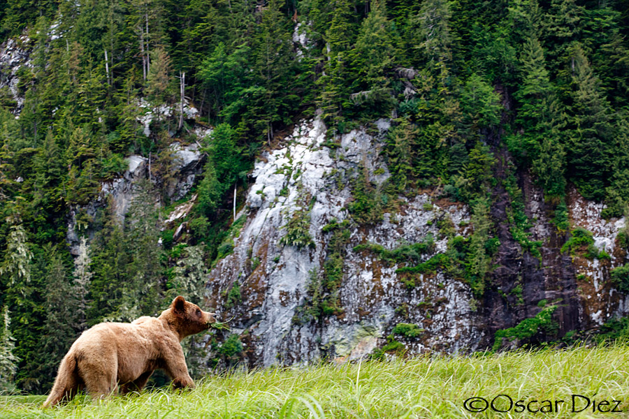Grizzly Bear Sanctuary Khutzeymateen