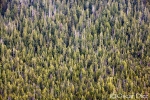 Aerial photography of the forest