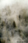 Abetos en la niebla