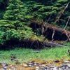 Grizzly bear in the environment <I>(Ursus arctos horribilis)</i>