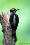 Hairy Woodpecker <i>(Picoides villosus) </i>