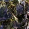 Bald Eagle <i>(Haliaeetus leucocephalus)</i>