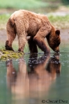 The mirror of the Grizzly