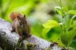 American red squirrel <i>(Tamiasciurus hudsonicus)</i>