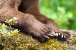 Grizzly claws