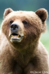 Grizzly bear <I>(Ursus arctos horribilis)</i>