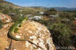 Ocellated Lizard  in the environment <i>(Timon lepidus)</i>