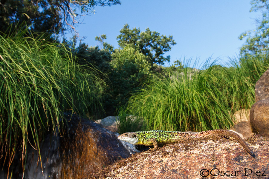 Iberian Emerald Lizard in the environment <i>(Lacerta schreiberi)</i>