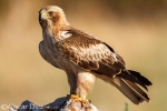 Booted Eagle <i>(Hieraaetus pennatus)</i>