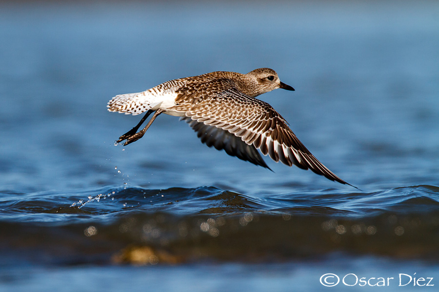 Grey plover <i>(Pluvialis squatarola)</i>