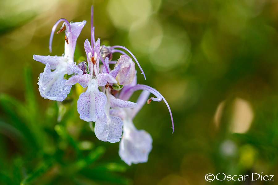 Rosemary Flower  <i> (Rosmarinus officinalis)</i>