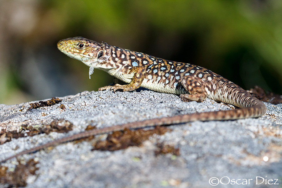 Ocellated Lizard young <i>(Timon lepidus)</i>