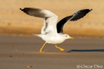 Lesser Black-backed Gull <i>(Larus fuscus)</i>