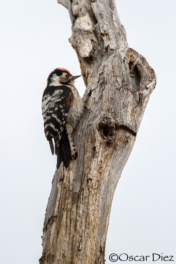 Lesser spotted woodpecker <i> (Dendrocopos minor) </i>