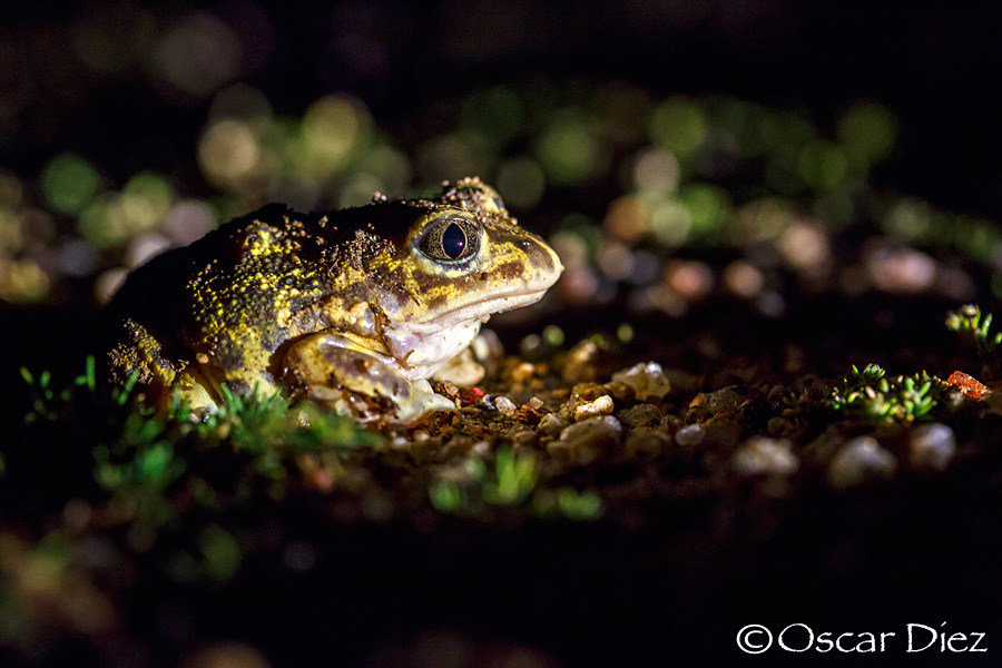 Iberian spadefoot toad <i>(Pelobates cultripes)</i>