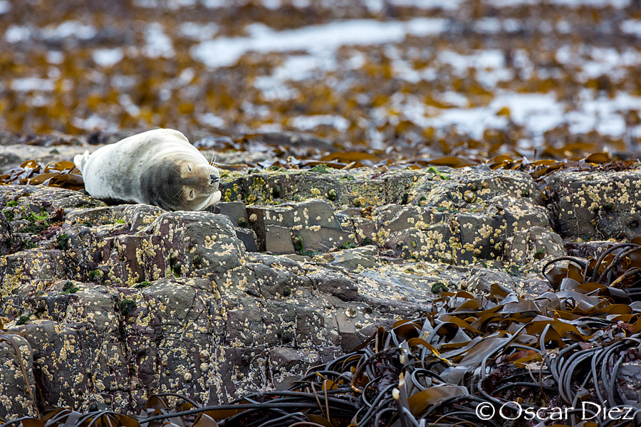 Grey seal<i>(Halichoerus grypus)</i>