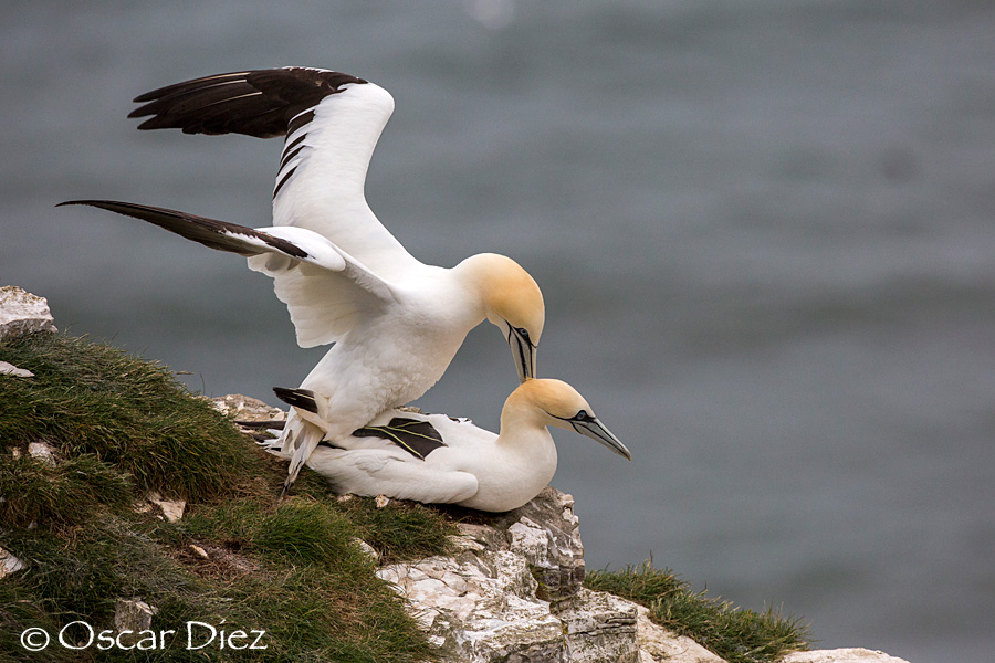 Copulation Northern gannet <i>(Morus bassanus)</i>