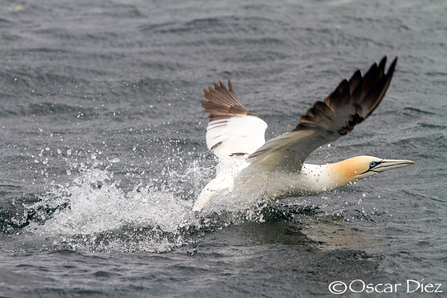 Takeoff Northern gannet <i>(Morus bassanus)</i>