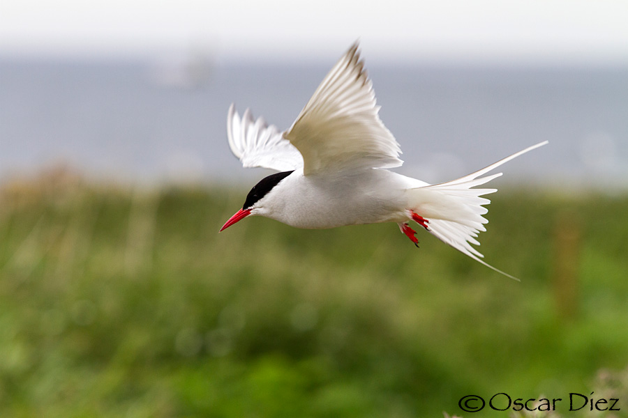 Arctic tern in flight <i>(Sterna paradisaea)</i>