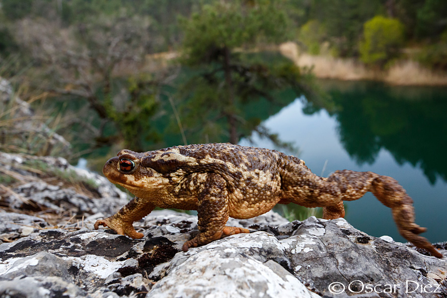 Common toad in the environment <i>(Bufo bufo)</i>