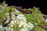 Salamandra rabilarga <i> (Chioglossa lusitanica)</i>