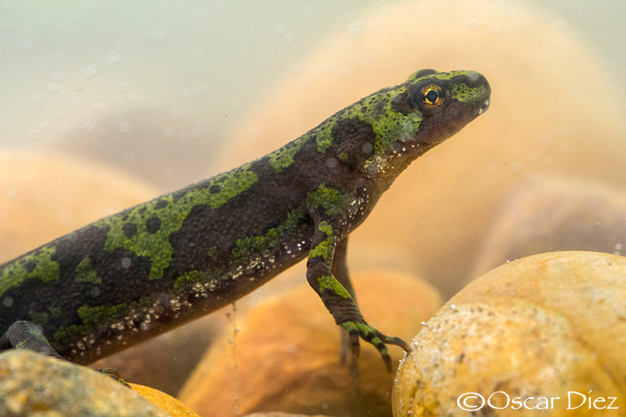 Marbled newt female <i>(Triturus marmoratus)</i>