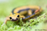Salamandra común <i>(Salamandra salamandra)</i>