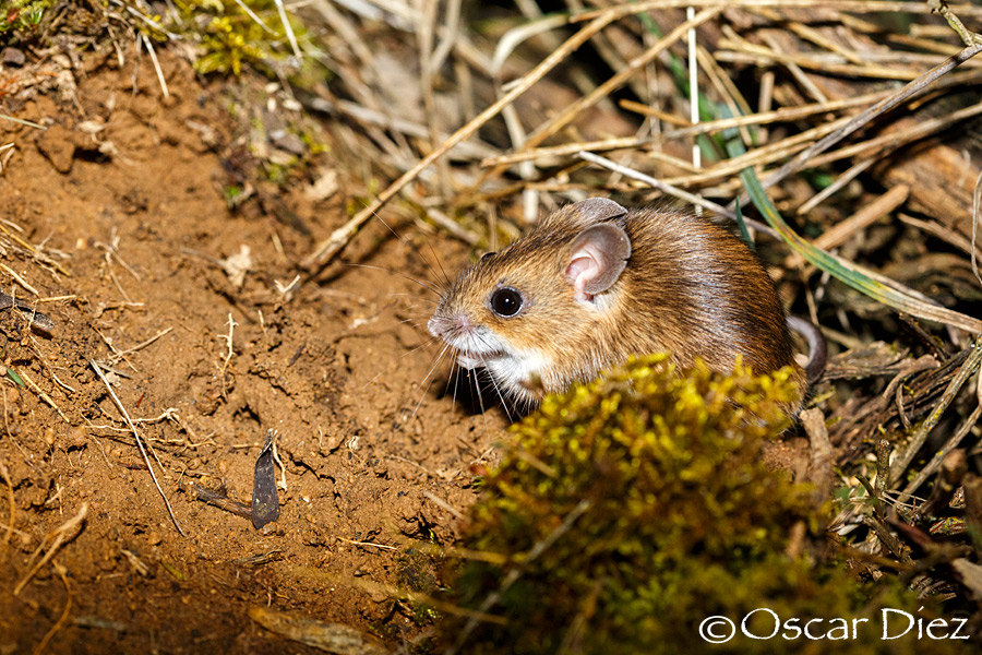 Wood mouse <i>(Apodemus sylvaticus)</i>