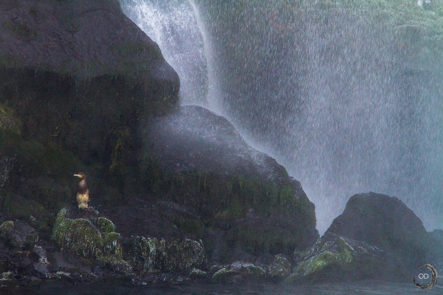 Cormorant under the Waterfall