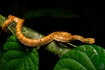 Eyelash viper<i>(Bothriechis schlegelii)</i>