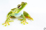 Palmar tree frog <i>(Hypsiboas pellucens)</i>