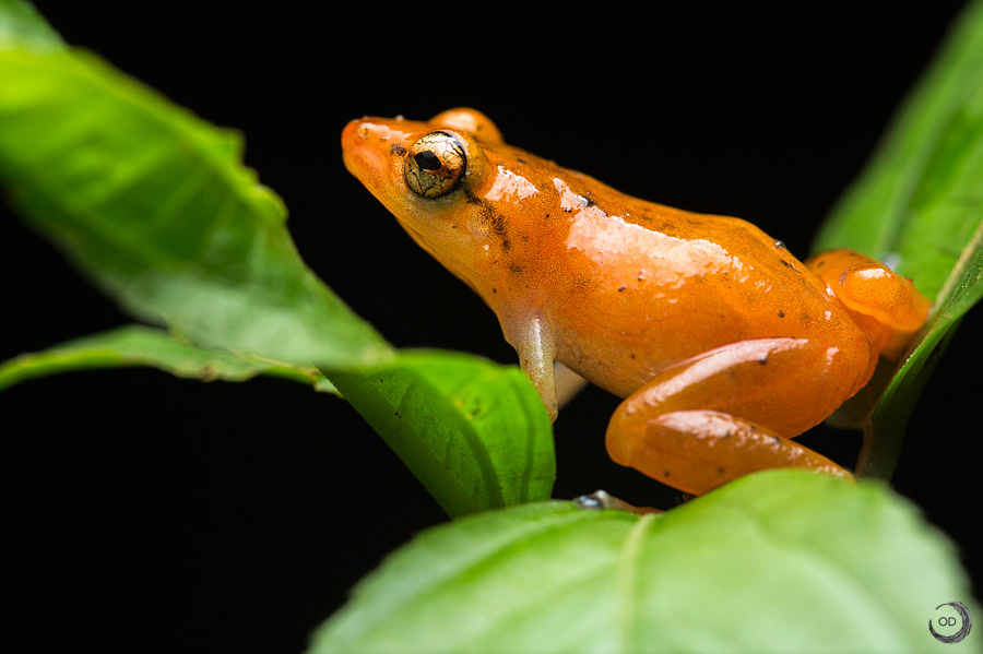 Esmeraldas Robber Frog <i>(Diasporus gularis)</i>