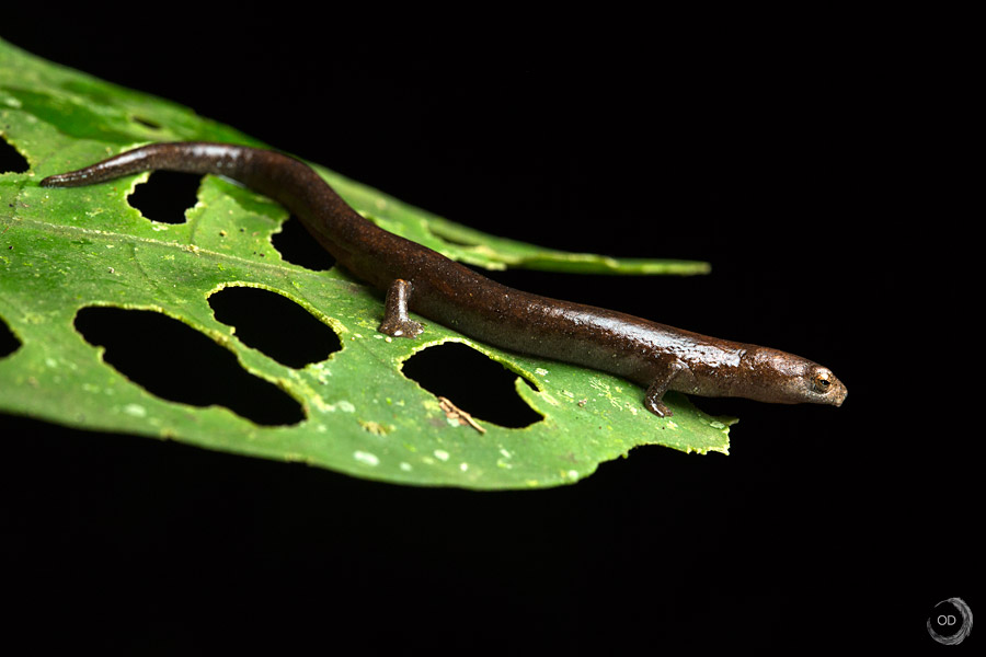 Salamandra del noroccidente <i>(Bolitoglossa sima)</i>