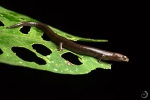 Northwestern climbing salamander <i>(Bolitoglossa sima)</i>