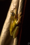 Olive Snouted-Treefrog <i>(Dipsas gracilis)</i>