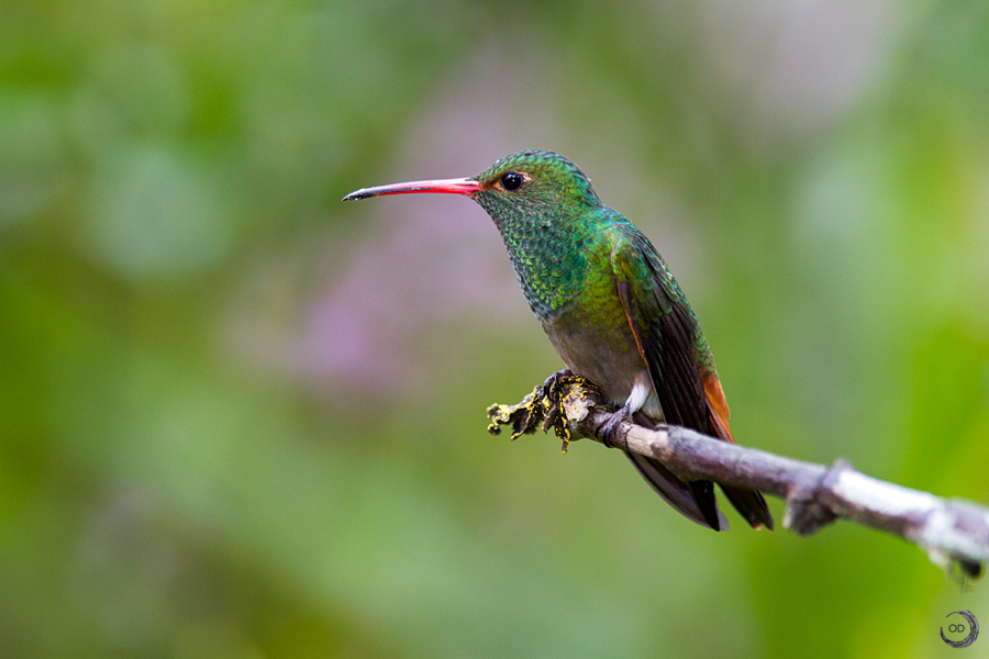 Rufous-tailed hummingbird male <i>(Amazilia tzacatl)</i>