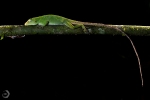 Anole lizard <i>(Norops biporcatus)</i>