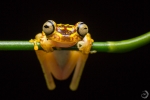 Imbabura tree frog <i>(Hypsiboas picturatus)</i>