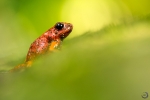 Harlequin Poison Frogs <i>(Oophaga sylvatica)</i>